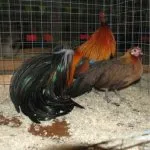 Descriere pui rasa Phoenix cu frumoasa fotografie a reprezentanților ei tipice