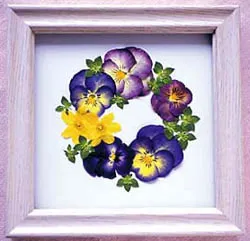 ambarcațiuni Presat de flori - floristica peisaj, casa mea - hobby-ul meu! (Apăsat floristika floare ambarcațiuni peisaj) ambarcațiuni Presat de flori - floristica peisaj, casa mea - hobby-ul meu!
