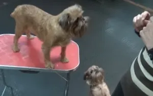 Descriere câine rasa Gryphon proprietari comentarii și fotografii