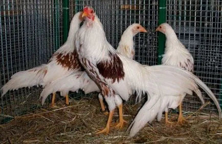 Descriere pui rasa Phoenix cu frumoasa fotografie a reprezentanților ei tipice