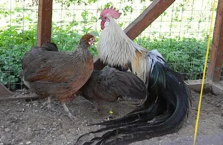 Descriere rasa pui Phoenix caracteristici fotografie C și (conținut) Descriere pui rasa Phoenix Fotografii c și caracteristici