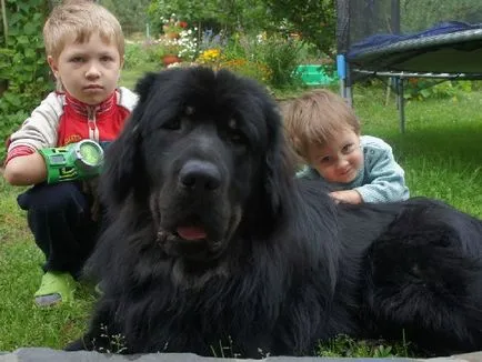 Descrierea naturii Mastiff Tibetan