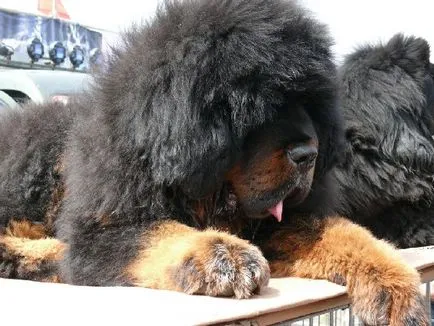 Descrierea naturii Mastiff Tibetan