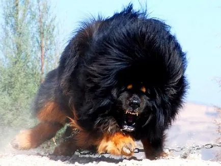 Descrierea naturii Mastiff Tibetan
