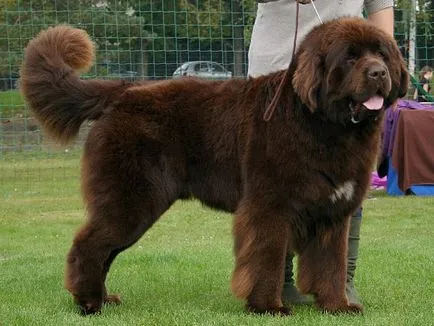 Descrierea naturii Mastiff Tibetan