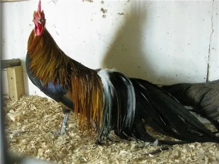 Descriere pui de găină din rasa Phoenix fotografii c și caracteristicile (hrănire) Descriere pui rasa Phoenix Fotografii c și caracteristici