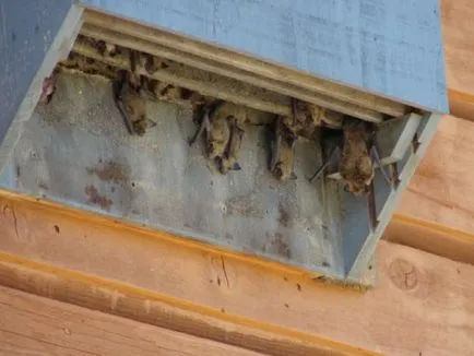 dacă liliecii sunt periculoase pentru oameni și SITUAȚIE (Un animal poate speriat) dacă liliecii sunt periculoase pentru oameni și SITUAȚIE