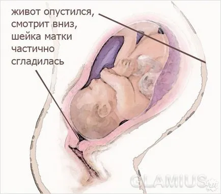 partea inferioară a abdomenului inainte de nastere (abdomen inainte de nastere) partea inferioară a abdomenului înainte de naștere
