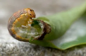 dăunătorilor de bază de măr, măr pentru a proteja de insecte murdar (paraziți) Principalii dăunători ai meri, cum să protejeze meri de insecte, murdar