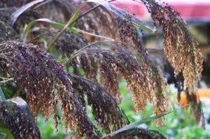 Caracteristicile de cultivare mei și normele de semănat de întreținere (de plantare) reguli de insamantare si in special ingrijirea cultivare mei