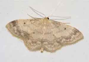 dăunătorilor de bază de măr, măr pentru a proteja de insecte murdar (proteja) Principalii dăunători ai meri, cum să protejeze meri de insecte, murdar