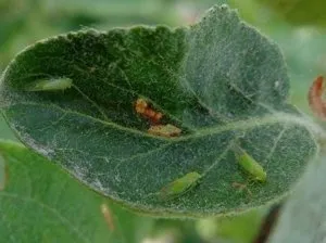 dăunătorilor de bază de măr, măr pentru a proteja de insecte murdar (paraziți) Principalii dăunători ai meri, cum să protejeze meri de insecte, murdar