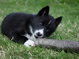 Principalele caracteristici ale Husky rasa