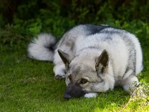 Principalele caracteristici ale Husky rasa