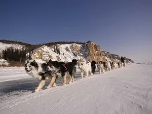 Principalele caracteristici ale Husky rasa