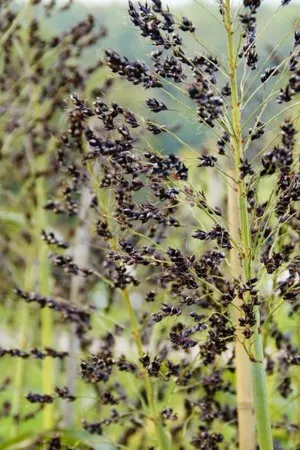 Caracteristicile de cultivare mei și normele de semănat de întreținere (în special) reguli de insamantare si in special ingrijirea cultivare mei