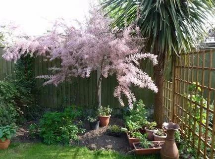 Caracteristicile de cultivare a Tamarix (tamariscul) pe site-ul