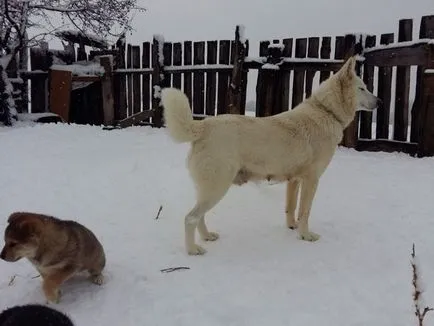 Principalele caracteristici ale Husky rasa