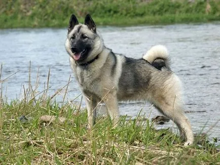 Principalele caracteristici ale Husky rasa