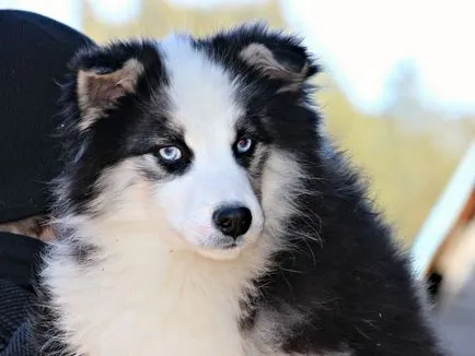 Principalele caracteristici ale Husky rasa