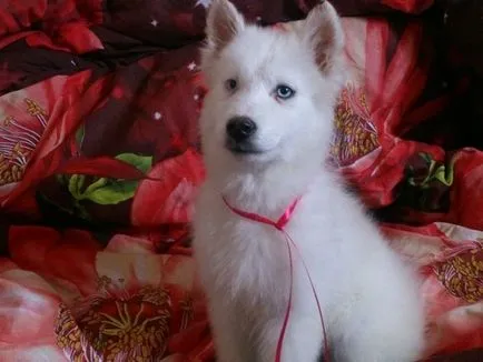 Principalele caracteristici ale Husky rasa