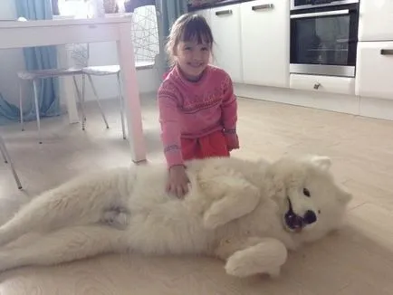 Principalele caracteristici ale Husky rasa