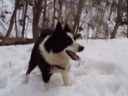 Principalele caracteristici ale Husky rasa