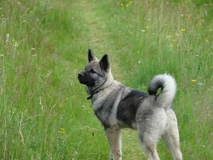 Principalele caracteristici ale Husky rasa