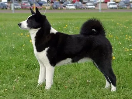 Principalele caracteristici ale Husky rasa