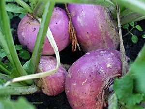 Napi vegetală - plantare și îngrijire în câmp deschis, napii foto, napii în creștere din semințe;