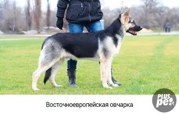 Spre deosebire de Est European Shepherd din Germania