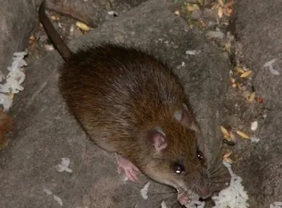 Rat otravă acasă cu propriile lor mâini (șobolan) otravă de șobolani acasă cu propriile mâini