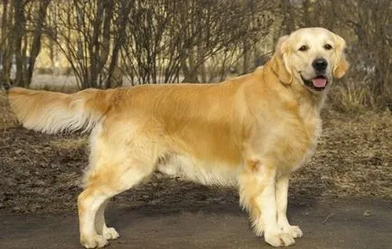 Diferențele dintre un Labrador Retriever si Labrador