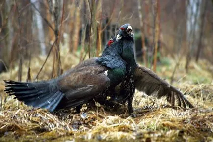 Vânătoare pentru primăvară cocoș de munte pe curent cum să vâneze Lek de primăvară