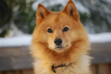 Vânătoare de caractere Husky, descriere, caracteristici și specii de rasă