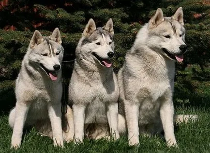 Vânătoare de caractere Husky, descriere, caracteristici și specii de rasă