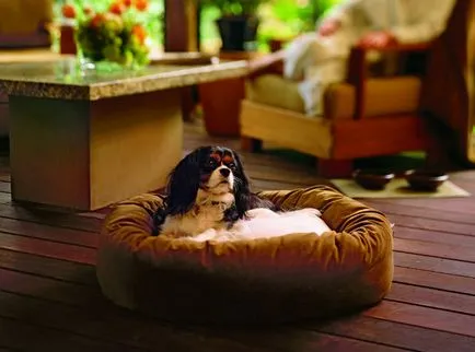 animale de companie hoteluri