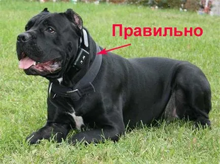 Dezvăța guler scoarță de copac câine cu Antila - dogcollar - muniție și accesorii pentru câini
