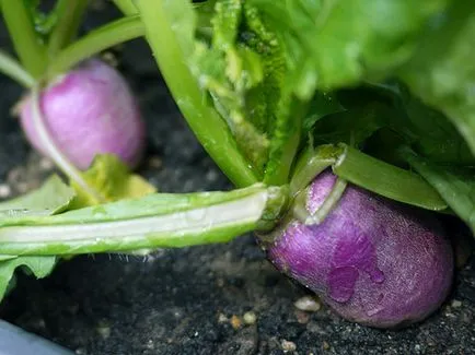 Napi vegetală - plantare și îngrijire în câmp deschis, napii foto, napii în creștere din semințe;