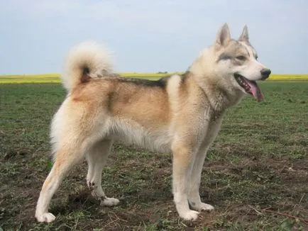 Vânătoare cu un mistreț husky cum să vâneze de zi și noapte - Tactica