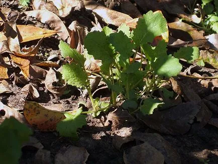 Napi vegetală - plantare și îngrijire în câmp deschis, napii foto, napii în creștere din semințe;
