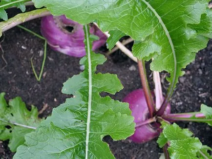 Napi vegetală - plantare și îngrijire în câmp deschis, napii foto, napii în creștere din semințe;