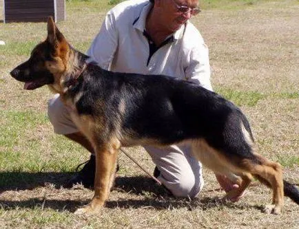 East European Shepherd Descriere rasa, trăsături de caracter