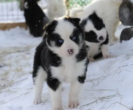 Vânătoare de caractere Husky, descriere, caracteristici și specii de rasă