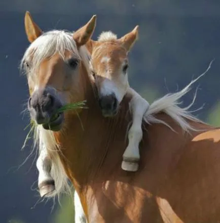 animale de companie hoteluri