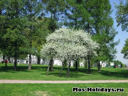 Circuit Park Estate Kolomenskoye, fotografie, adresa, cum să obțineți la metrou