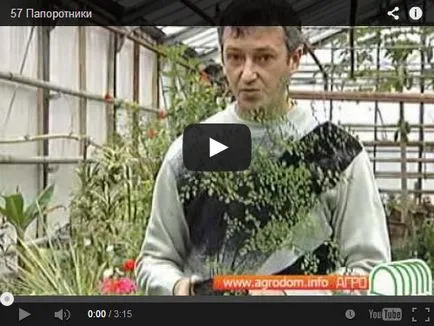 camera Fern - întreținere, multiplicare, transplantare