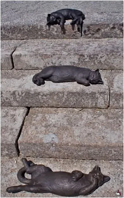Monumente pisici și pisici