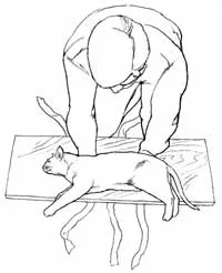 Fractura a coloanei vertebrale de pisica si simptomele pisicii, tipul de compresie, de tratament, cum de a restabili (coloanei vertebrale) fractură a coloanei vertebrale de pisica si simptomele pisicii, tipul de compresie, tratament, cum de a recupera