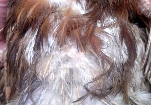 Peroed la puii de găină cum să scape de remedii populare păduchi de pui și produse chimice (peroed la puii de găină cum să scape) Peroed la puii de găină cum să scape de remedii populare păduchi de pui și produse chimice